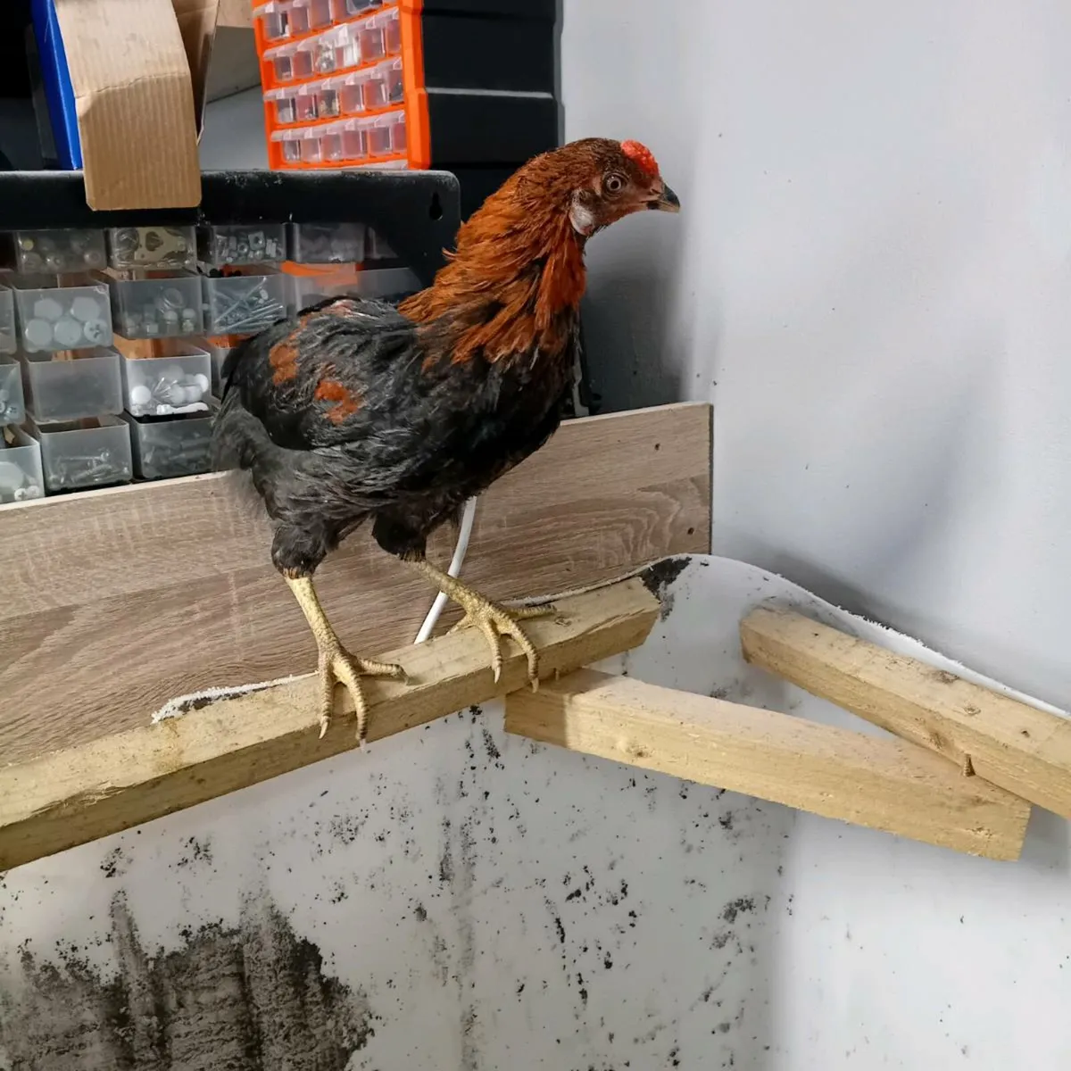 Roosters (fullbreed) - Image 1