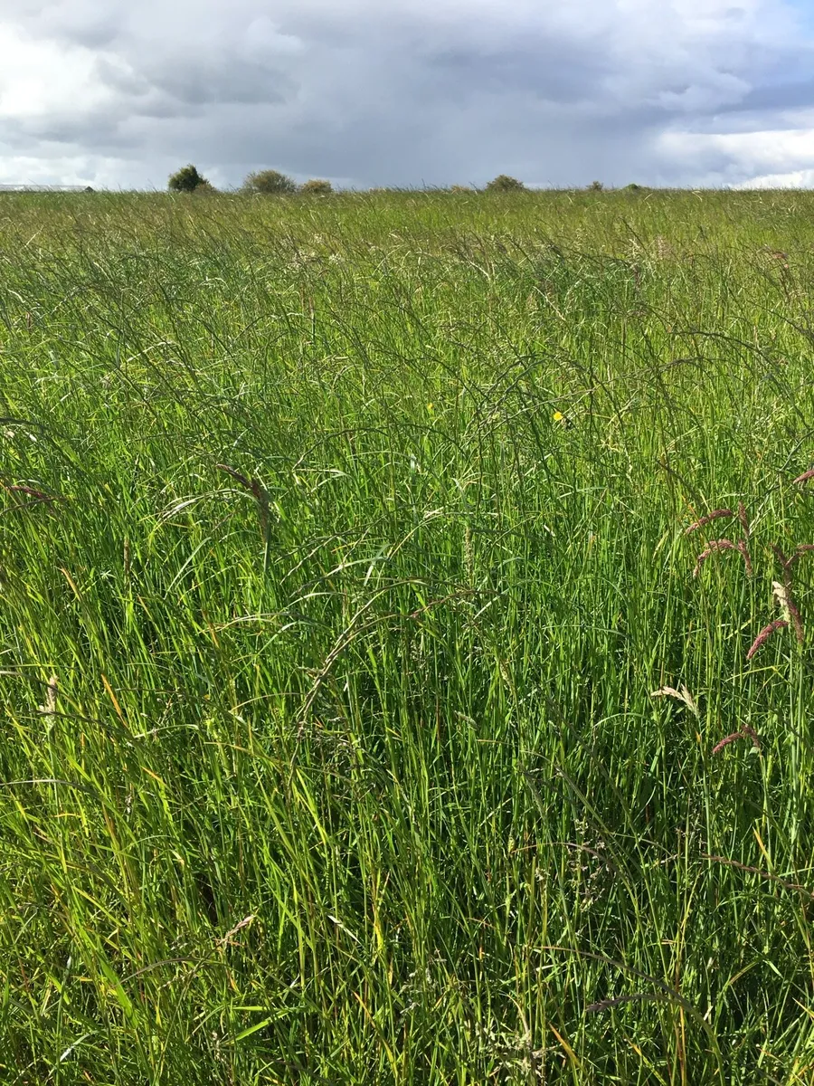 Silage grass