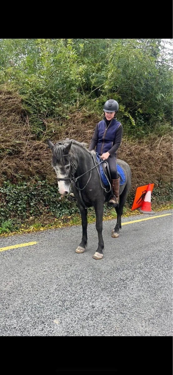Pony - Image 1