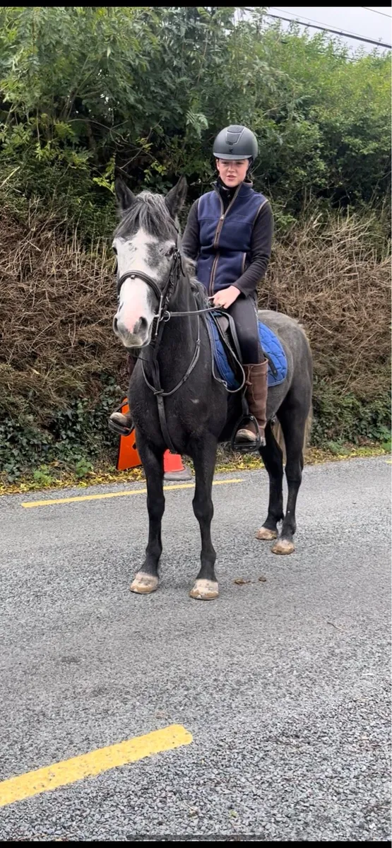 Pony - Image 2