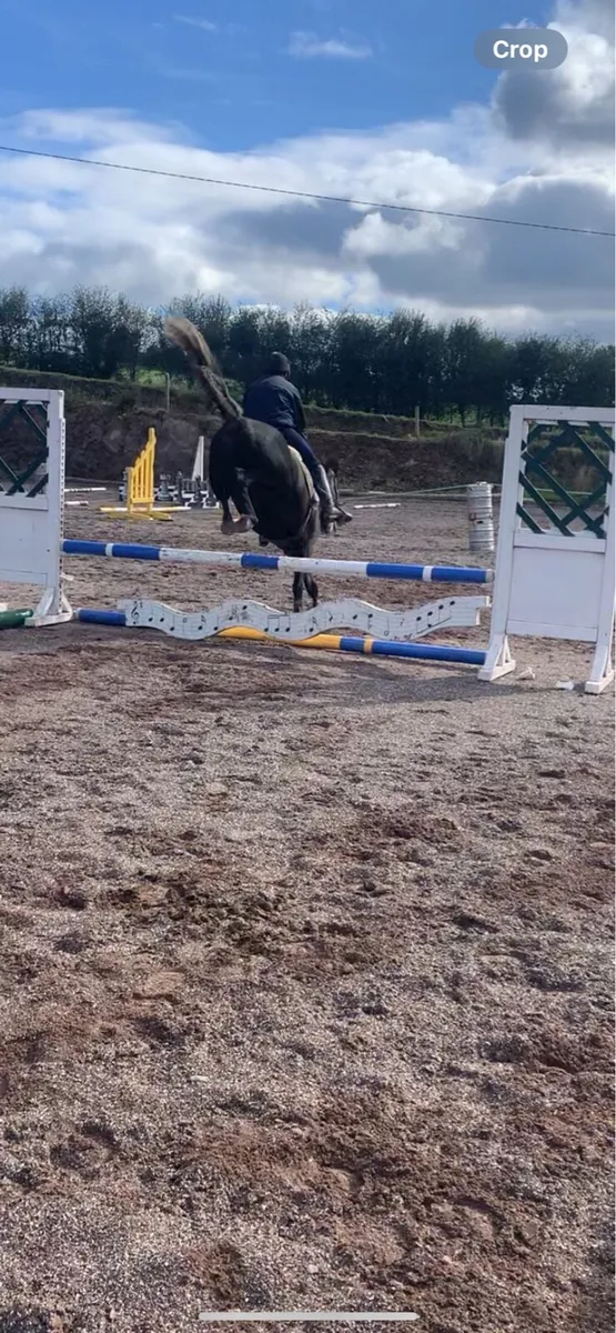 Pony - Image 4