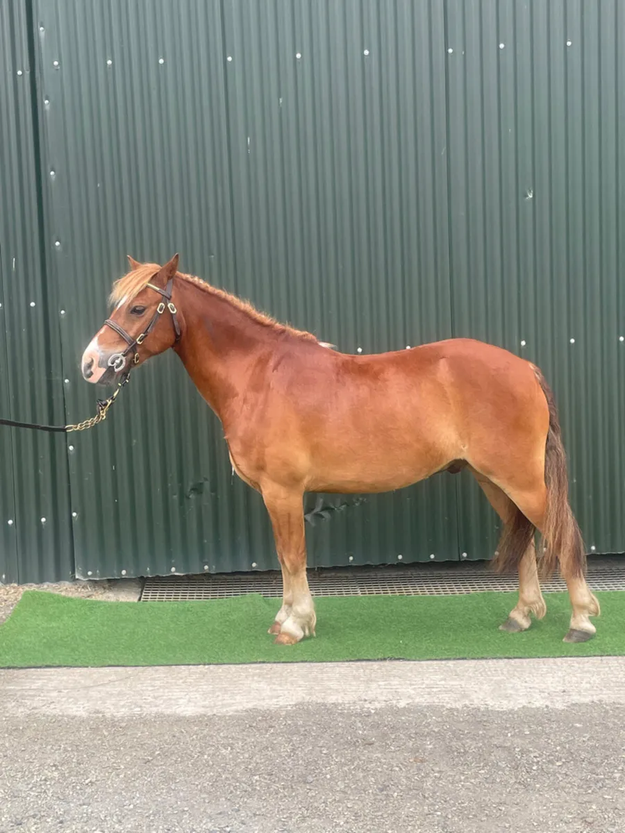 ✨Ballyroan Rebel✨ - Image 1