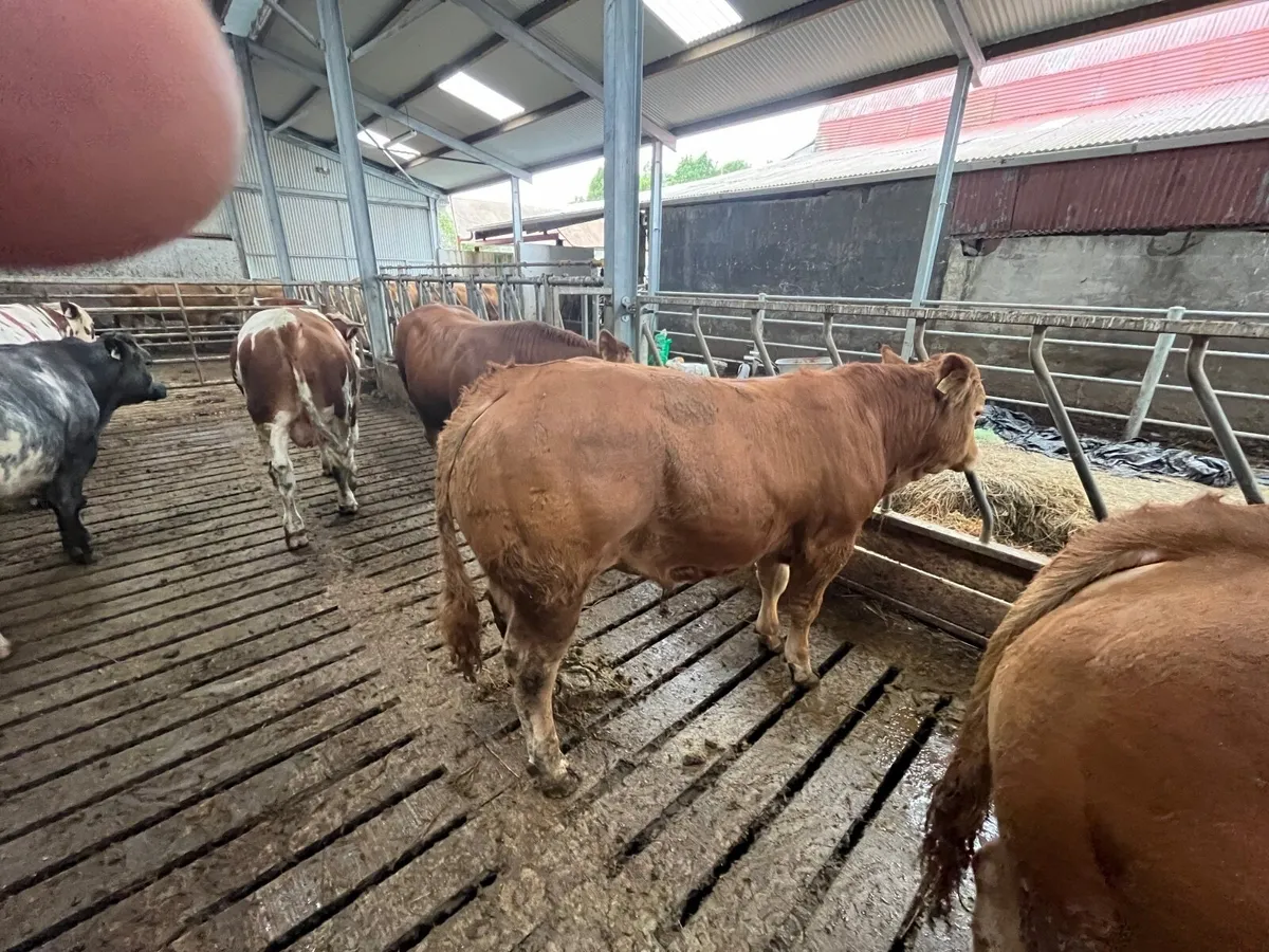 PBR Limousin Bull - Image 1