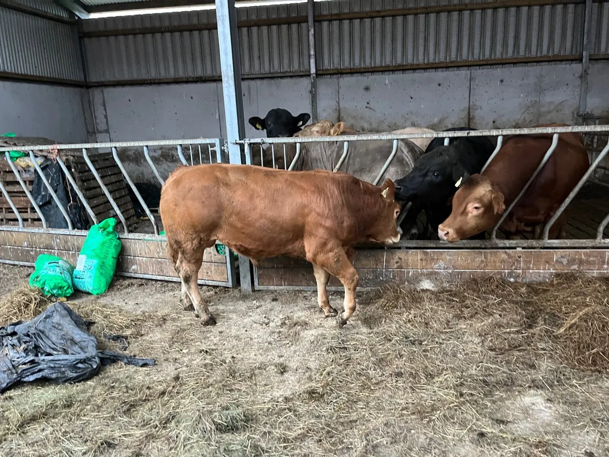 PBR Limousin Bull - Image 3