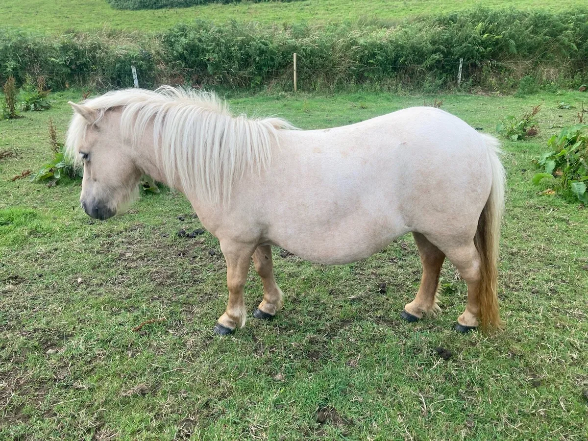 Miniature filly - Image 1
