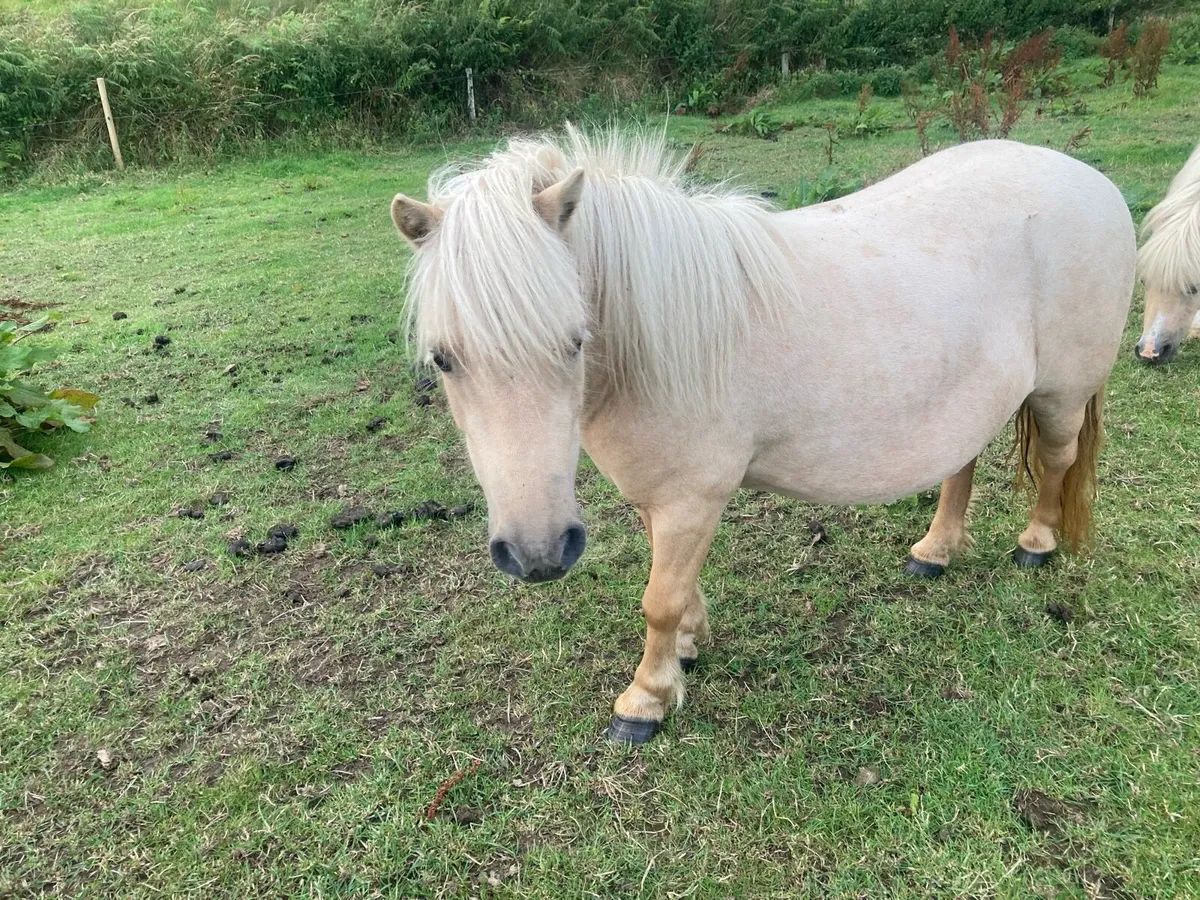 Miniature filly - Image 2
