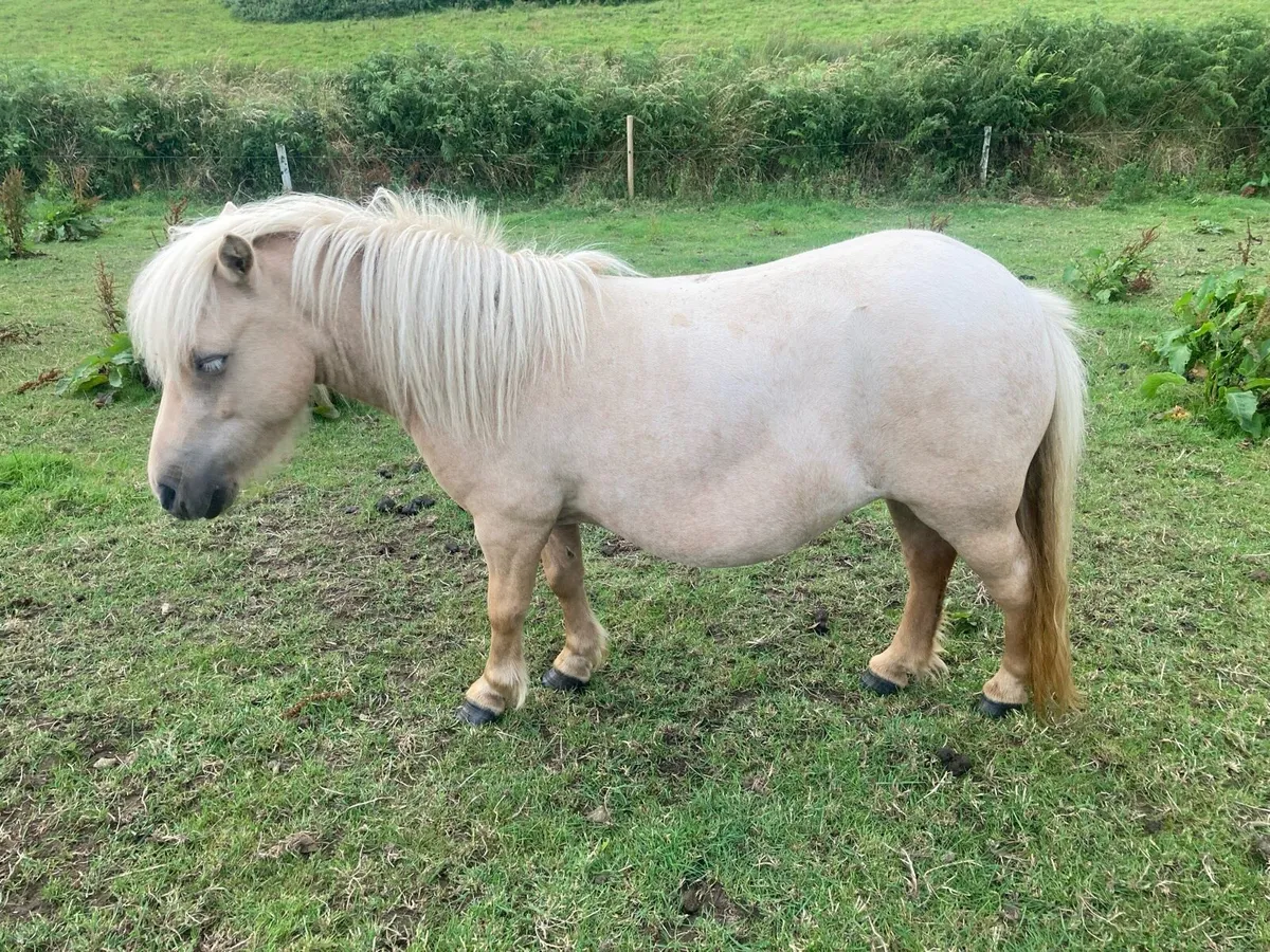 Miniature filly - Image 3