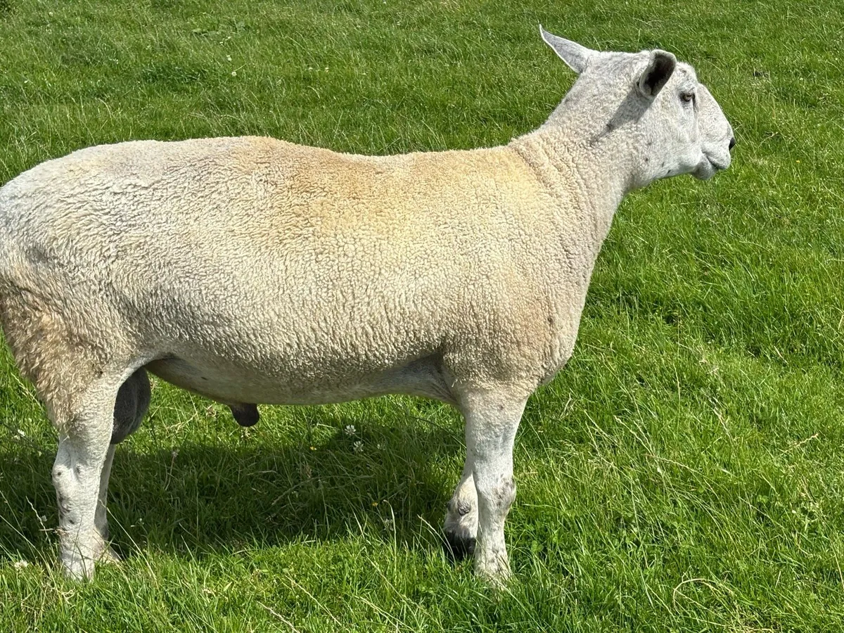Aberfield Ram - 2 yrs old - Image 2