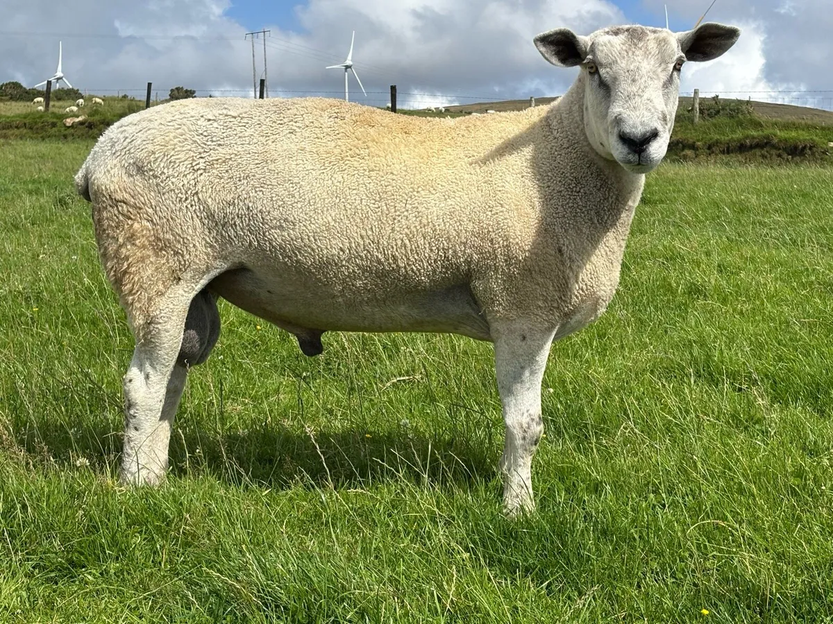 Aberfield Ram - 2 yrs old - Image 1