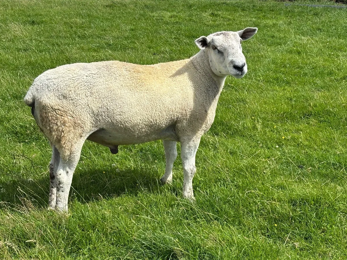 Aberfield Ram - 2 yrs old - Image 3