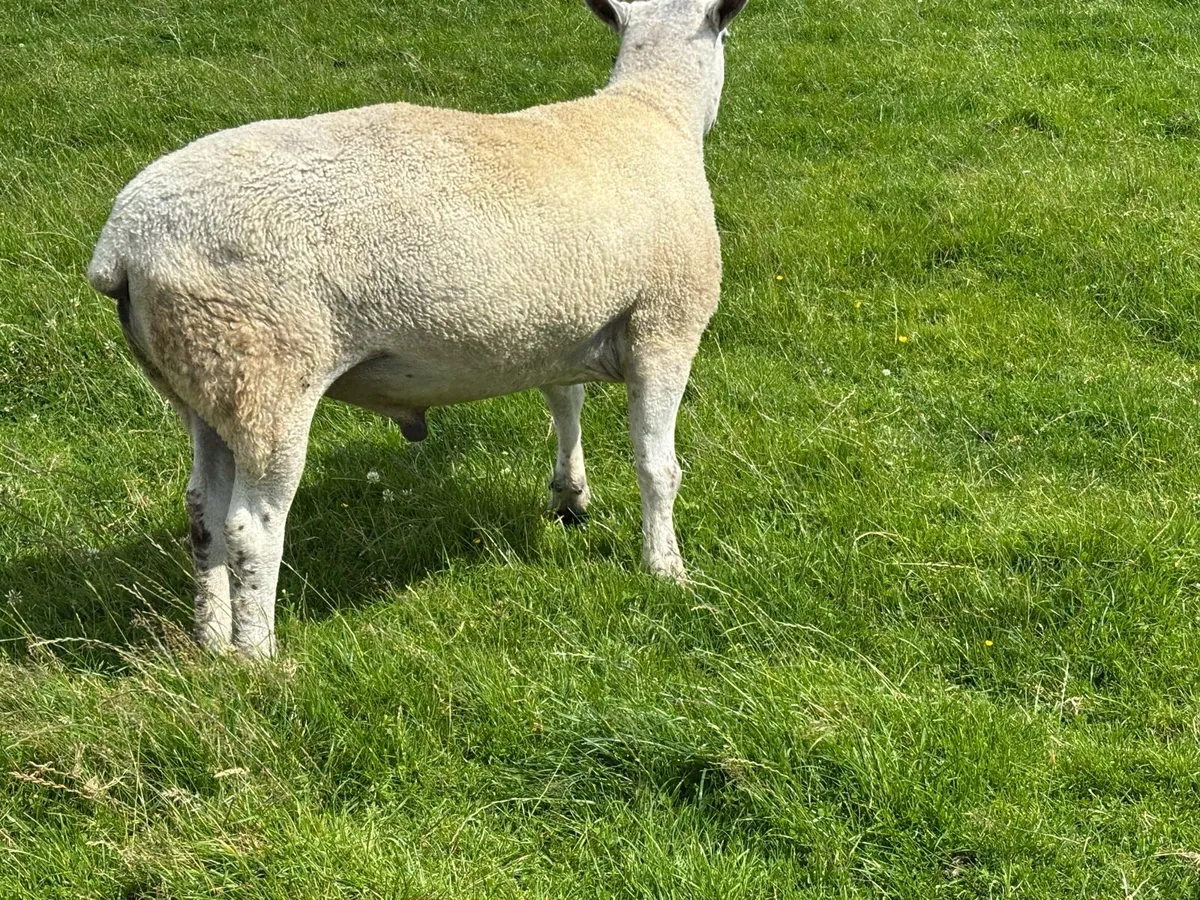 Aberfield Ram - 2 yrs old - Image 4