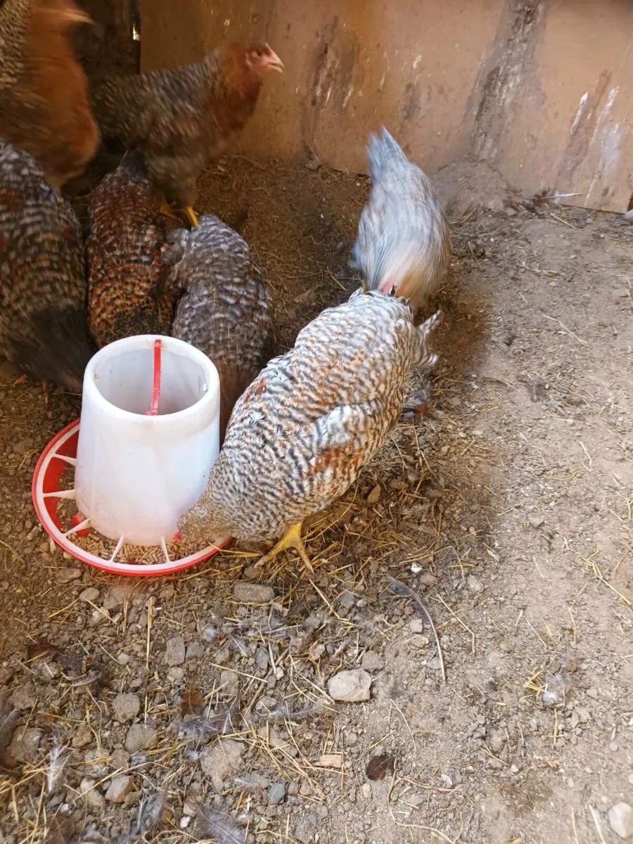 barnvelders x hens - Image 4