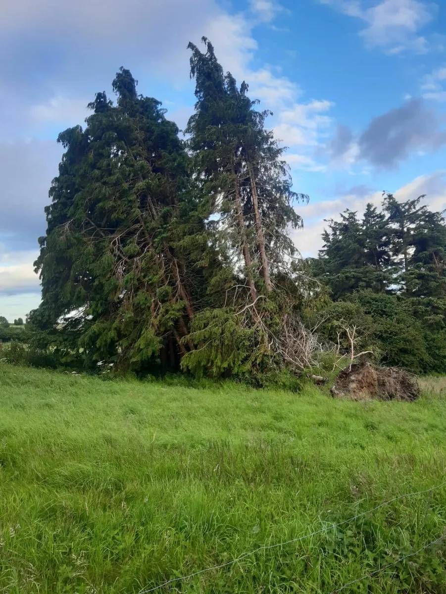 Trees