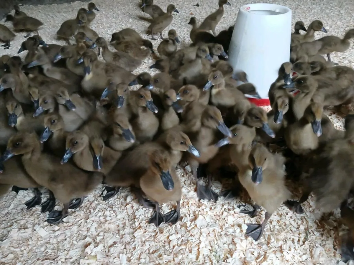 Pullets, Broilers ducklings - Image 1