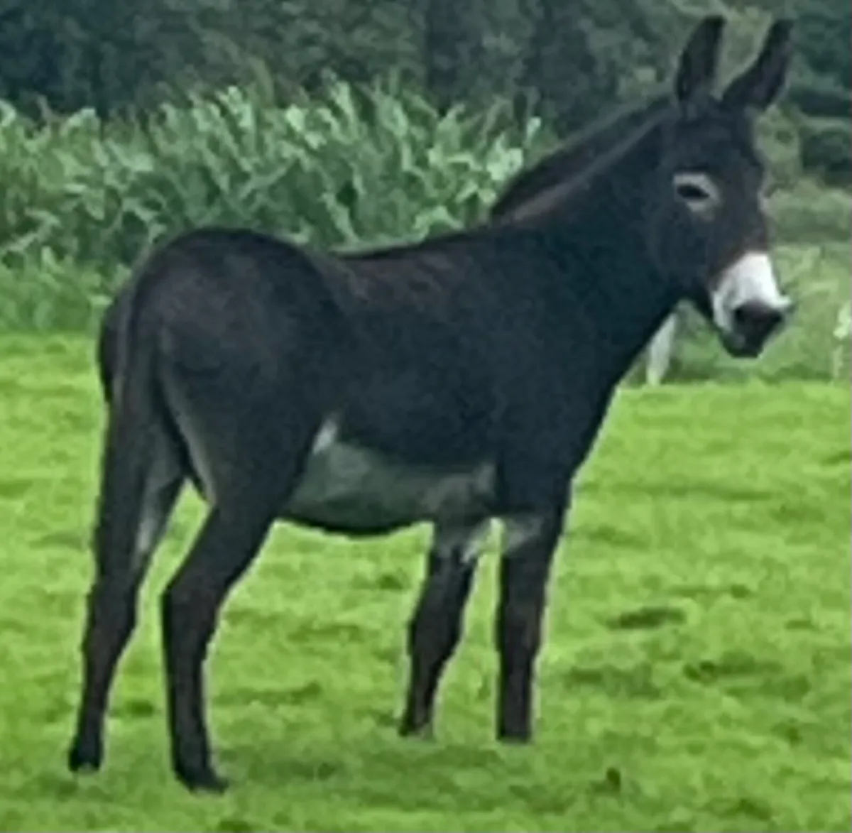 Jack Donkey - Image 2