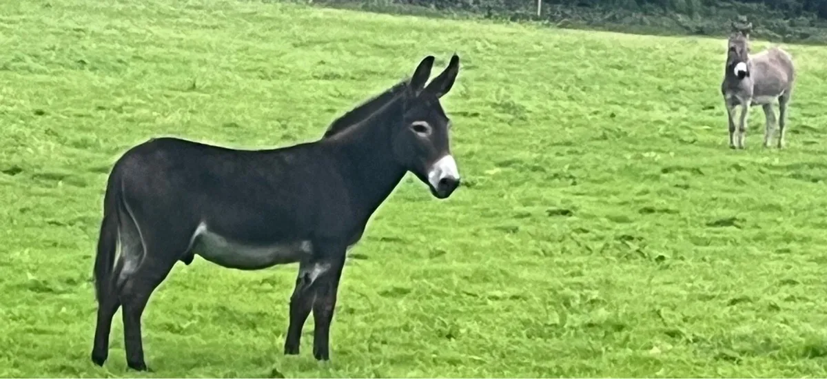 Jack Donkey - Image 3