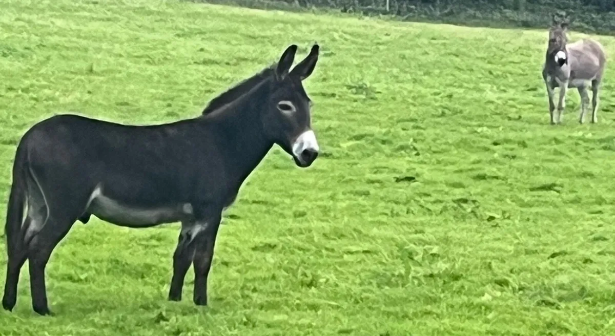 Jack Donkey - Image 4