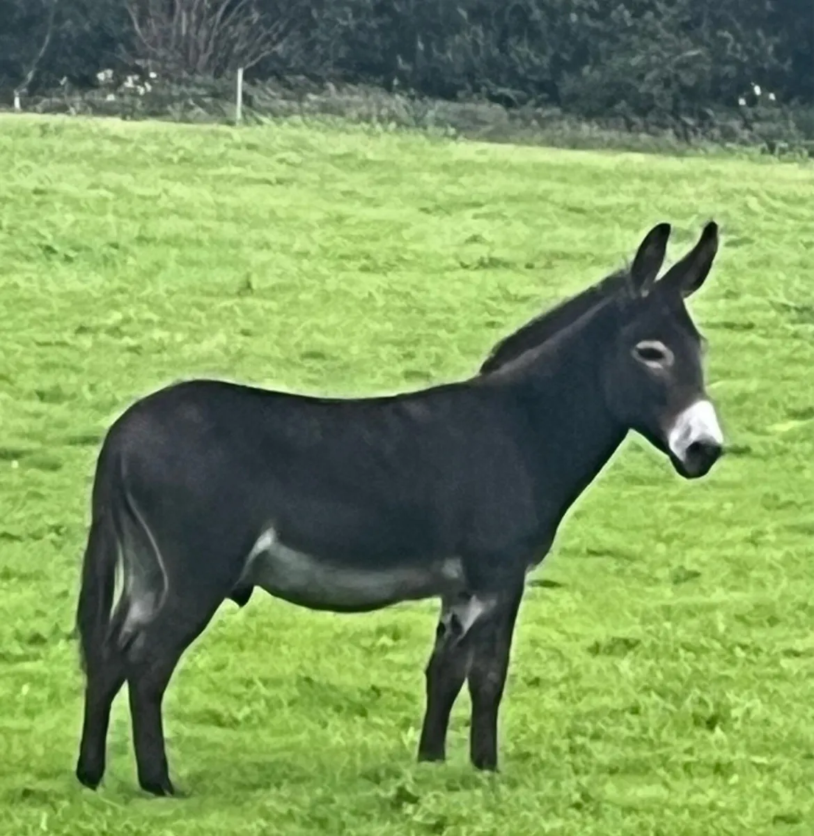 Jack Donkey - Image 1
