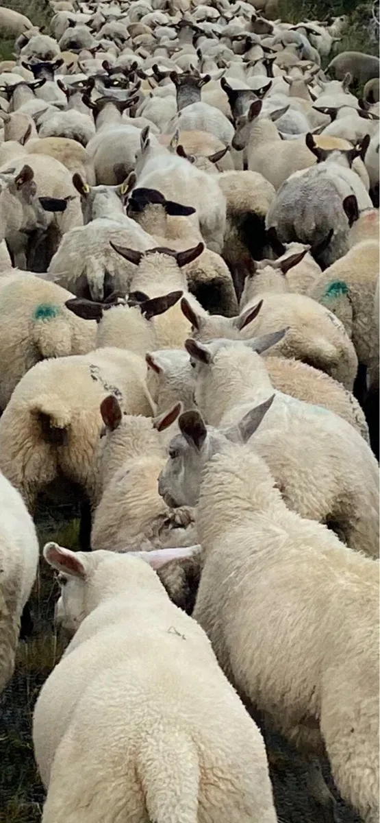 Store lambs