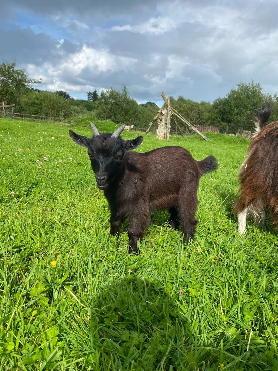 Pygmy goats - Image 1
