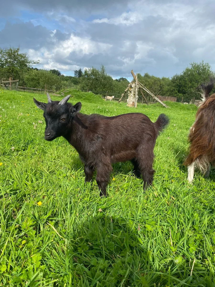 Pygmy goats - Image 2