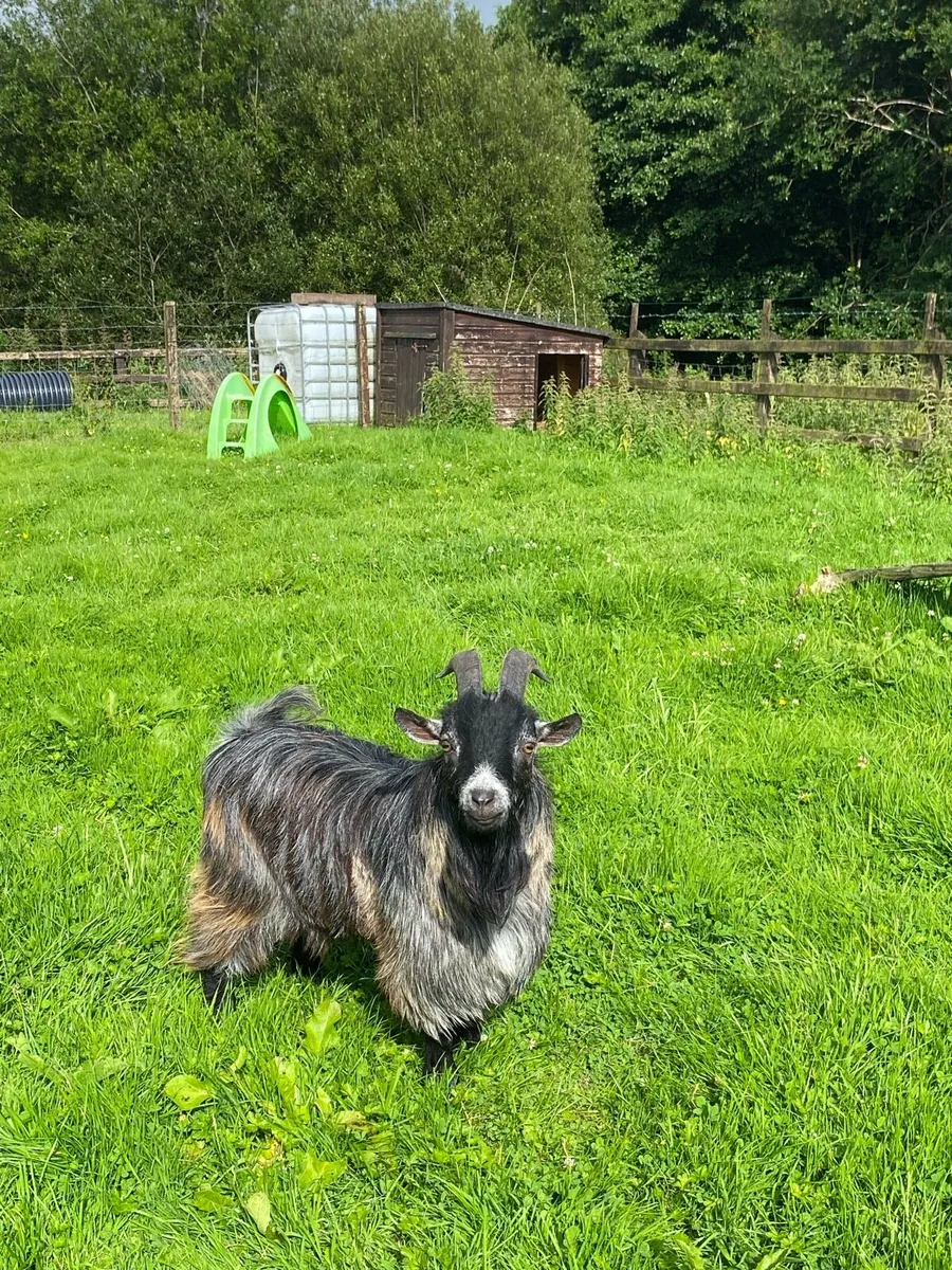 Pygmy goats - Image 3