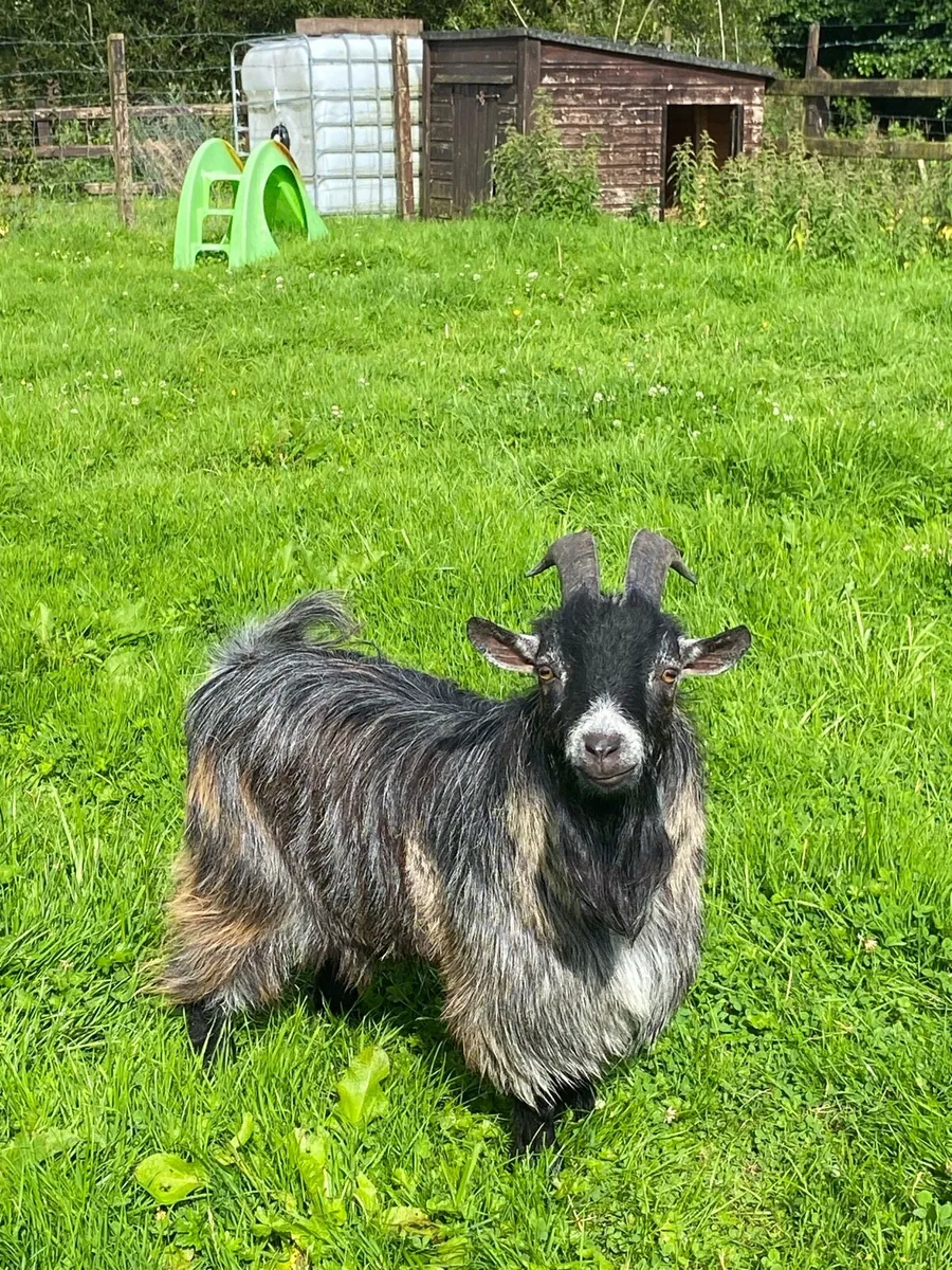 Pygmy goats - Image 4