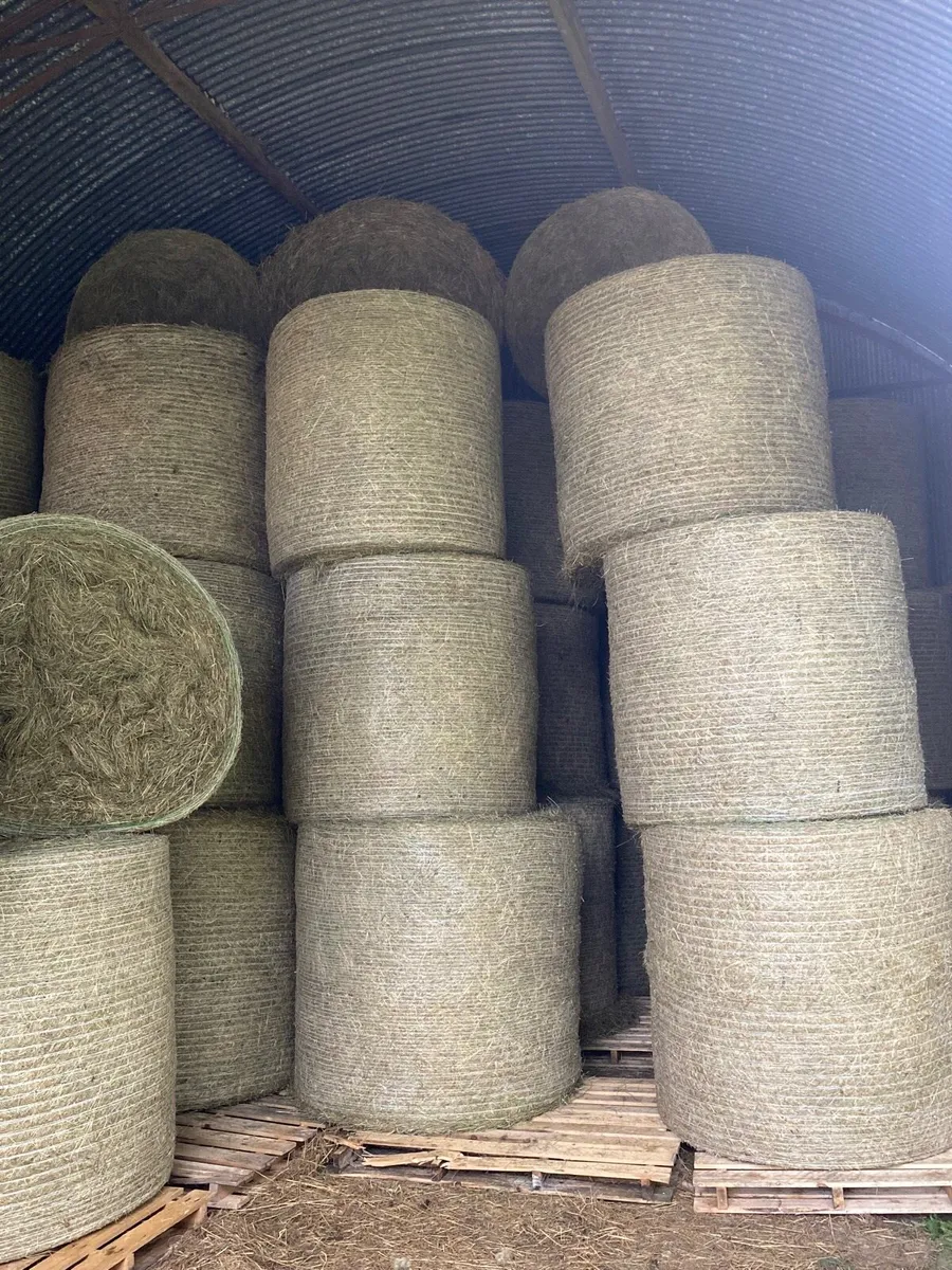 Hay