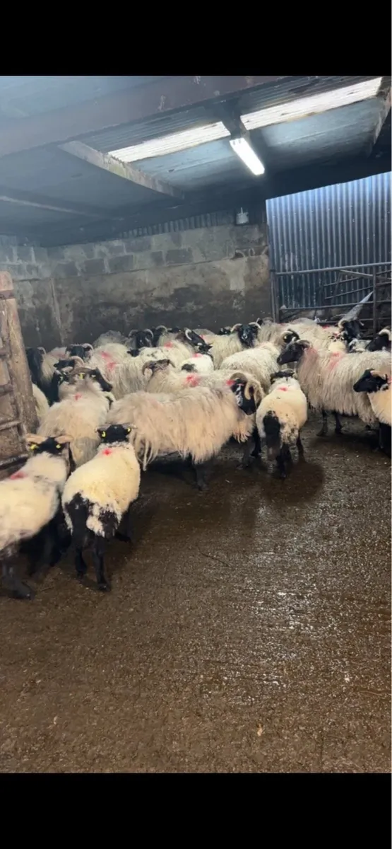 Store lambs