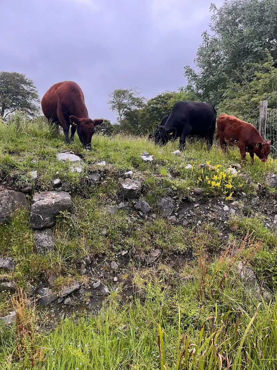 Point of calf Dexters - Image 1