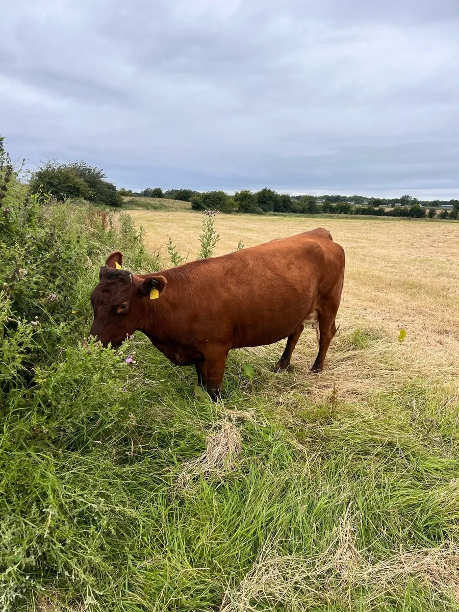 Point of calf Dexters - Image 3