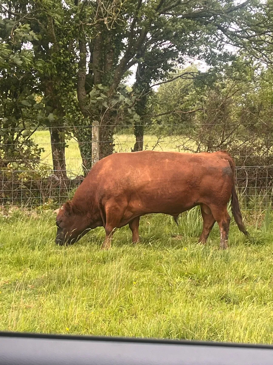 Point of calf Dexters - Image 4