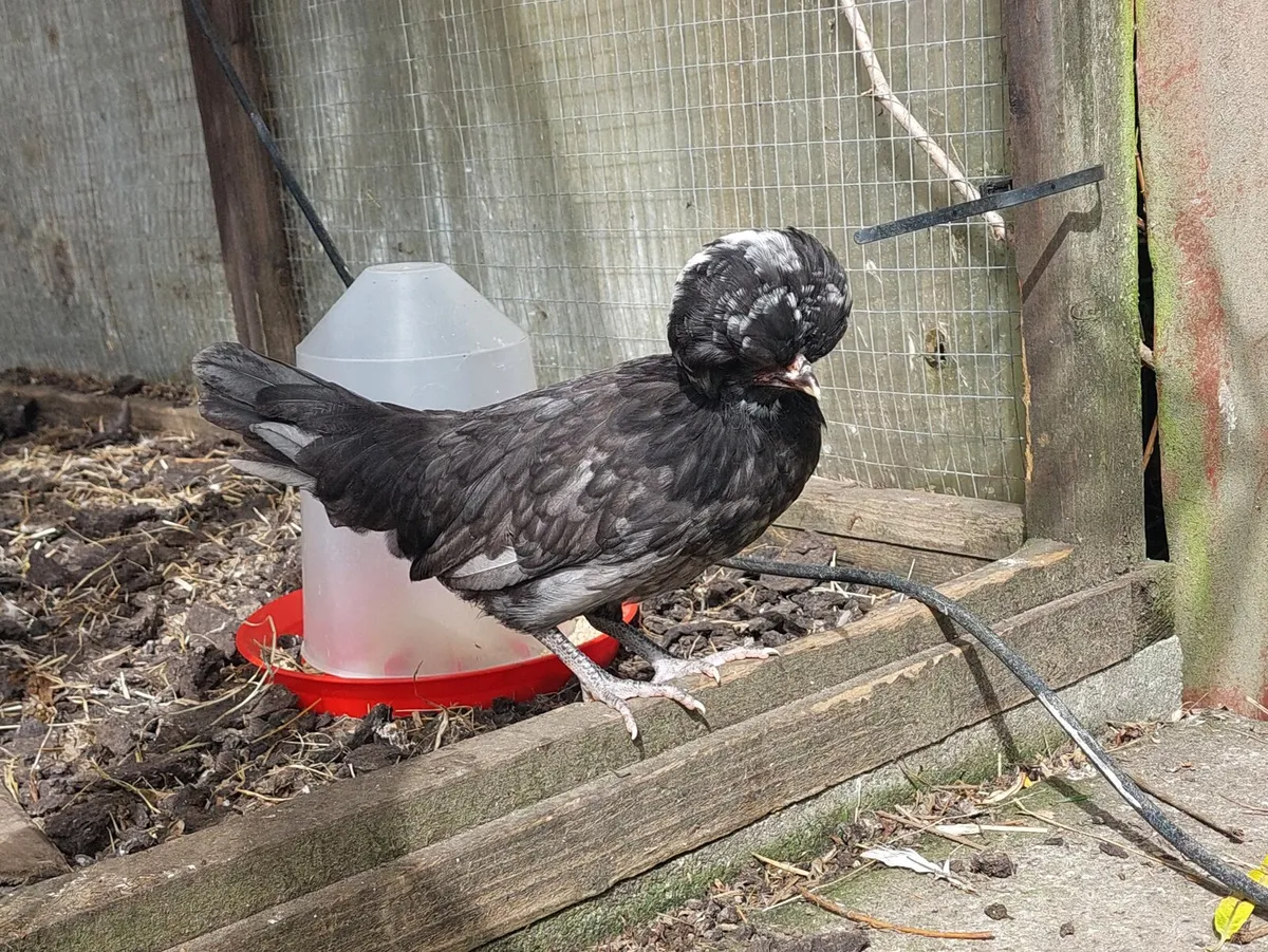 Polish Bantams - Image 1