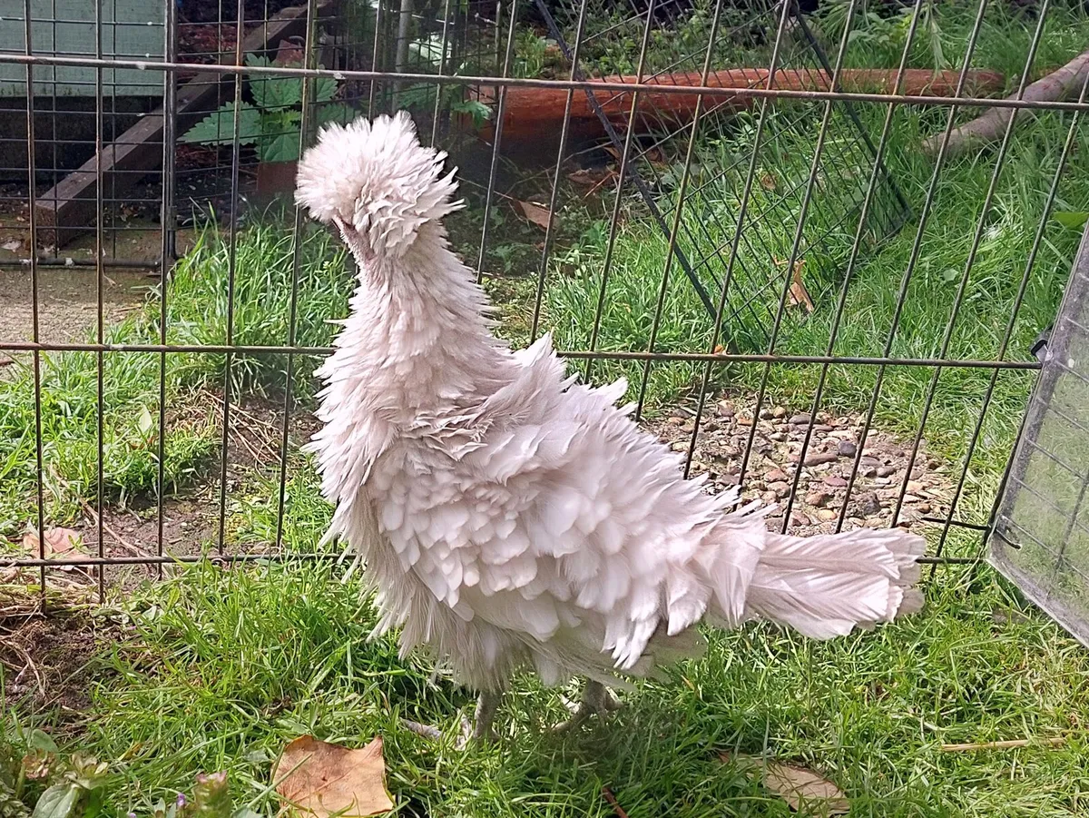 Polish Bantams - Image 2