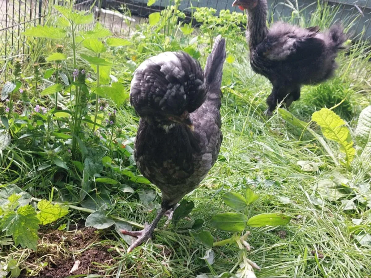 Polish Bantams - Image 4