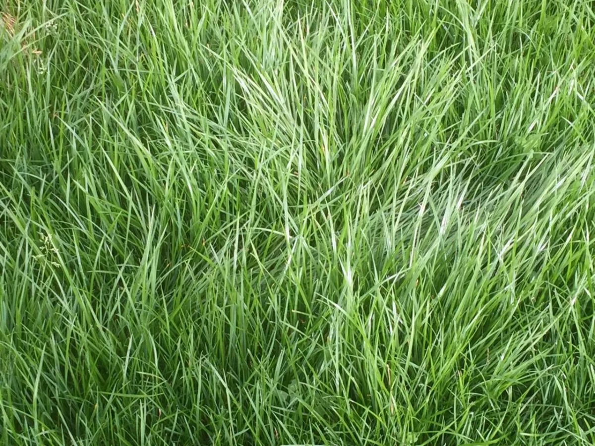Grass for Silage