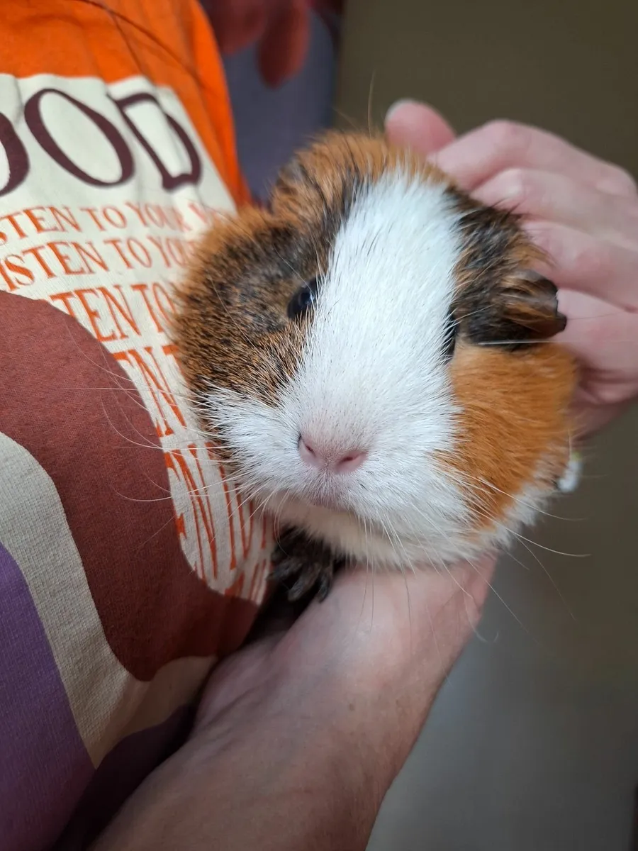 Guinea pig free to good home - Image 1