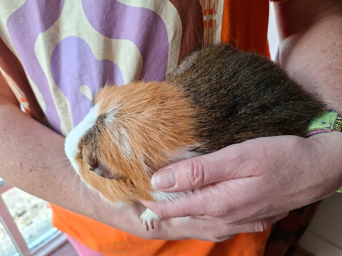 Guinea pig free to good home - Image 2