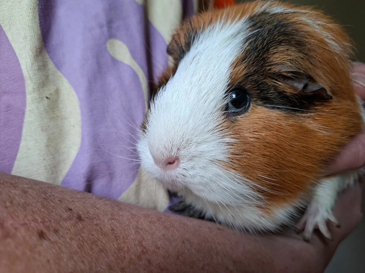 Guinea pig free to good home - Image 3