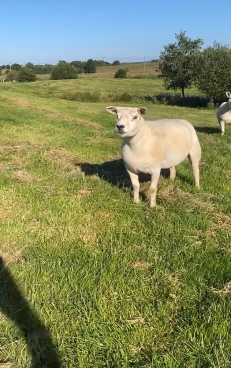 2 PEDIGREE REGISTERED HOGG EWES - Image 1