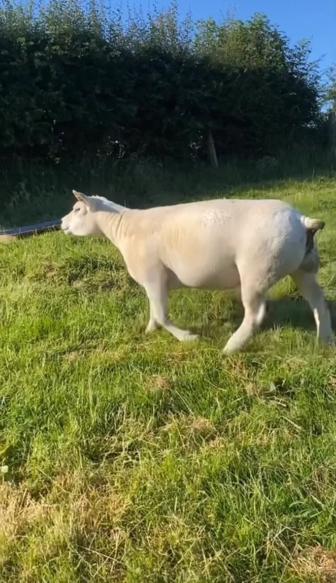 2 PEDIGREE REGISTERED HOGG EWES - Image 2