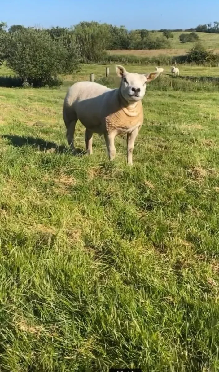 2 PEDIGREE REGISTERED HOGG EWES - Image 3
