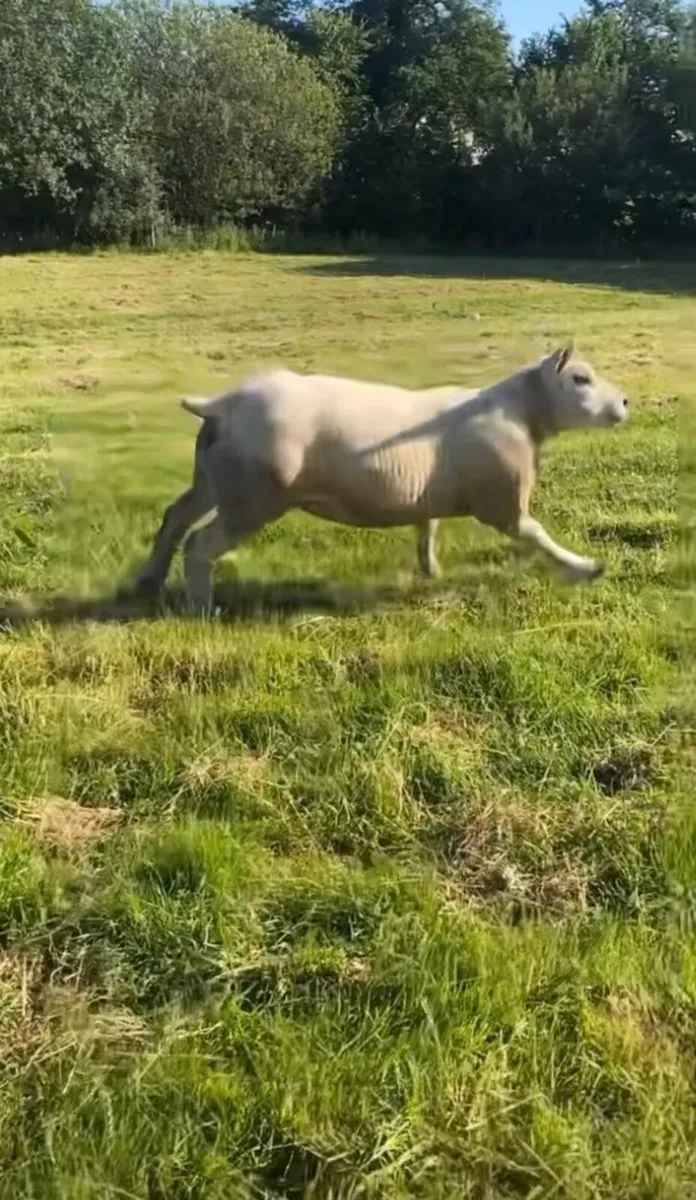 2 PEDIGREE REGISTERED HOGG EWES - Image 4
