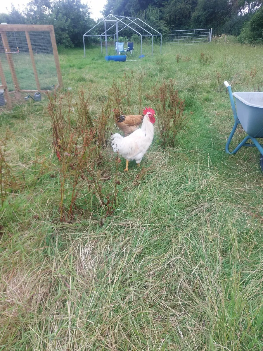Roosters - Image 1