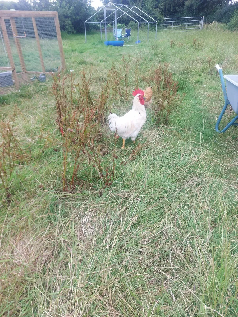 Roosters - Image 2