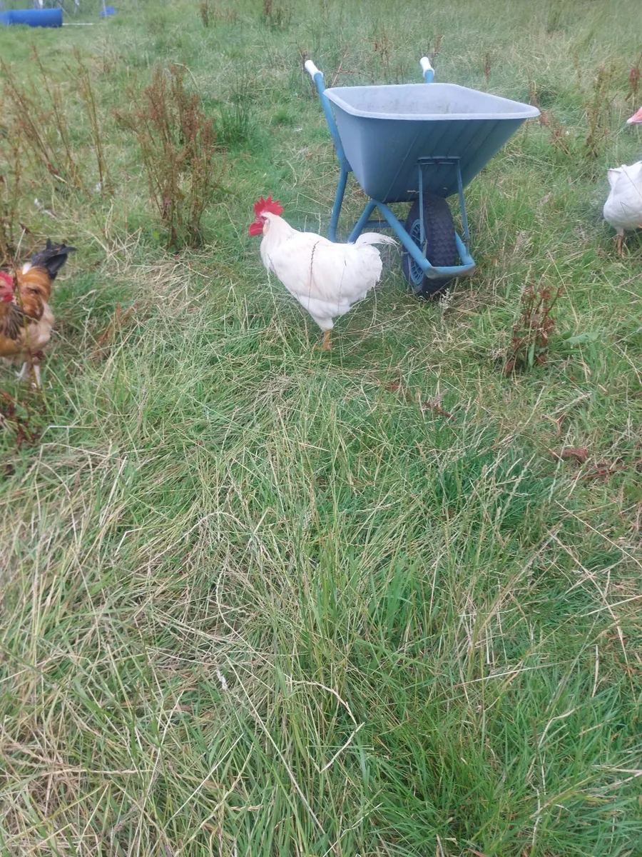 Roosters - Image 3
