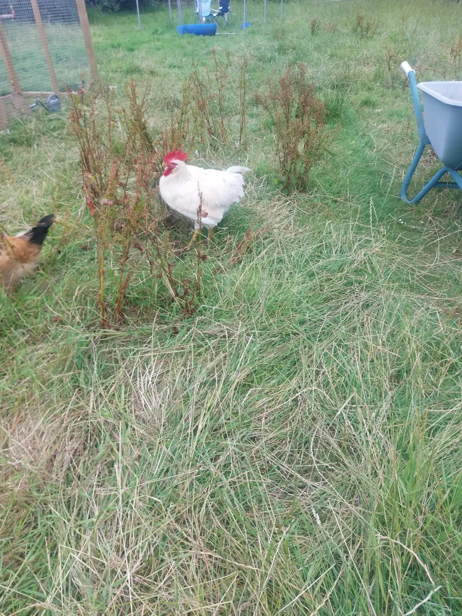 Roosters - Image 4