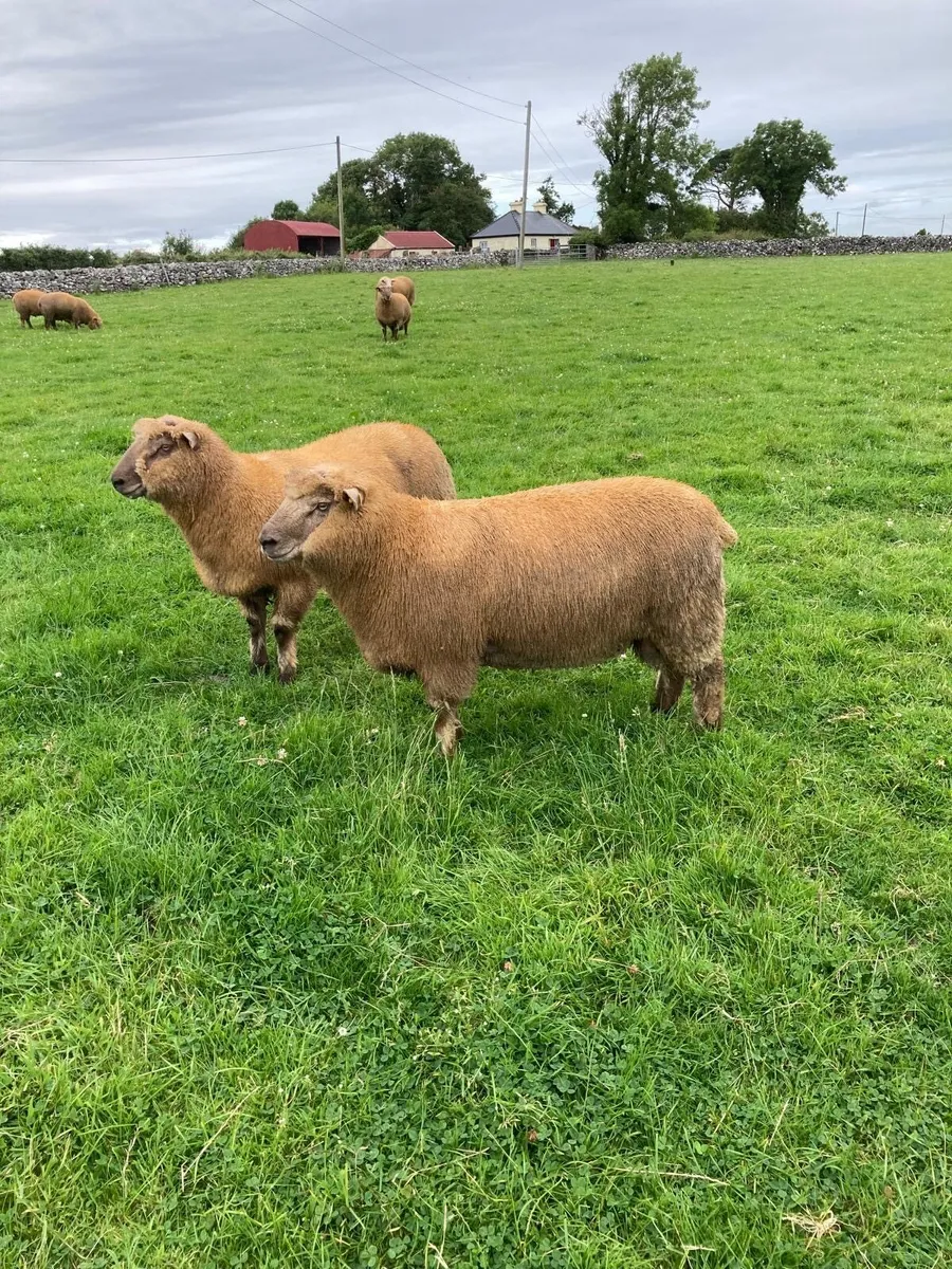 Pedigree registered Vendeen ram lambs - Image 1