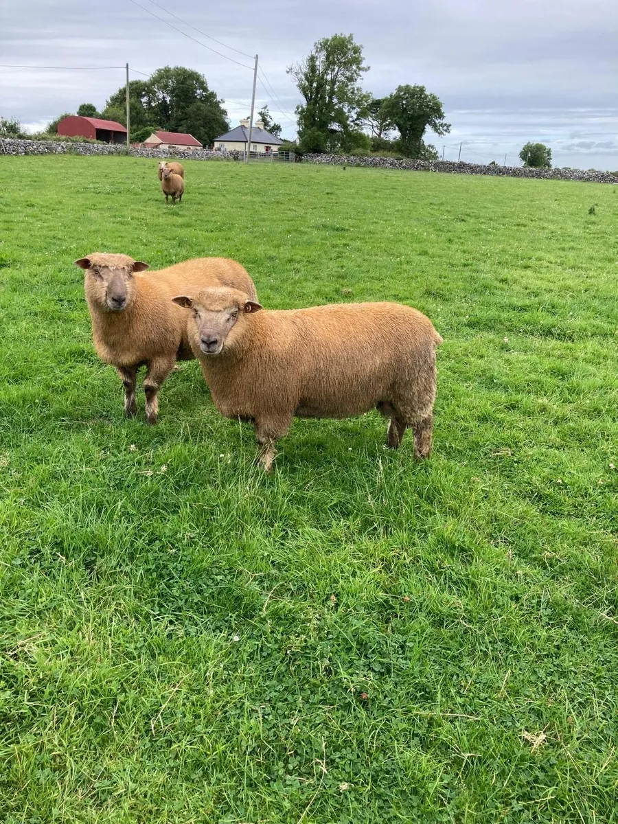 Pedigree registered Vendeen ram lambs - Image 2
