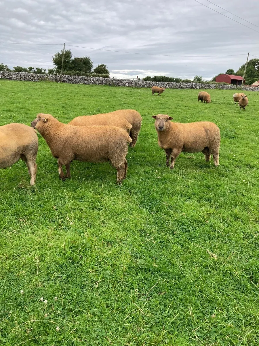 Pedigree registered Vendeen ram lambs - Image 3